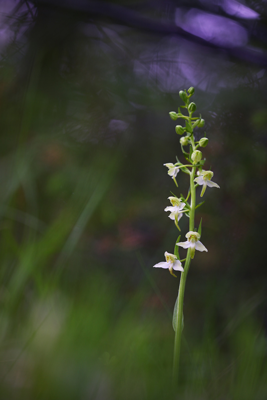 Da determinare: Platanthera chlorantha